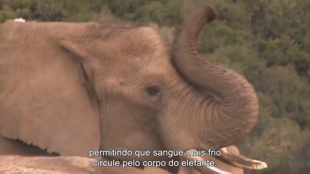 Слоны ? Встречи с животными / Animal encounters // Почему слоны одни из самых удивительных животны смотреть онлайн