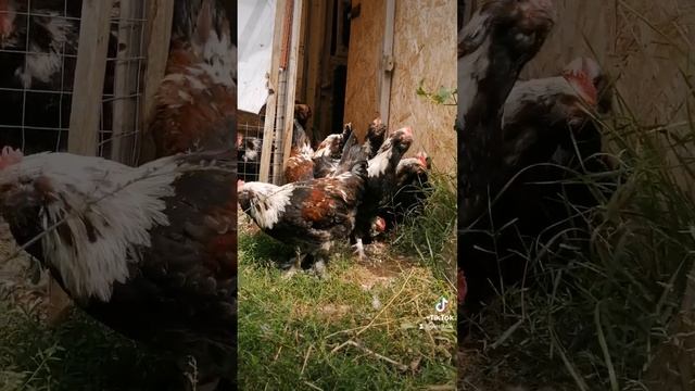 Племенные петухи Фавероль лососевая ласхюнер смотреть онлайн