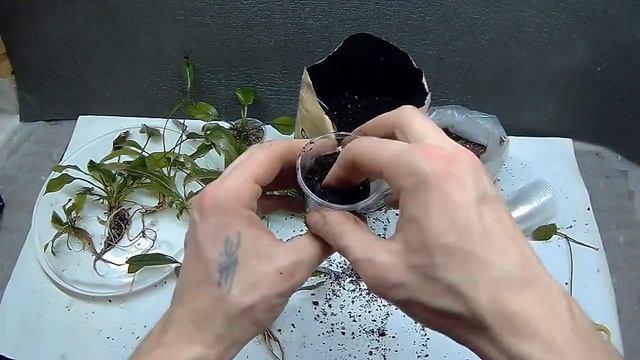 Аквариумные растения, как посадить в землю. смотреть онлайн