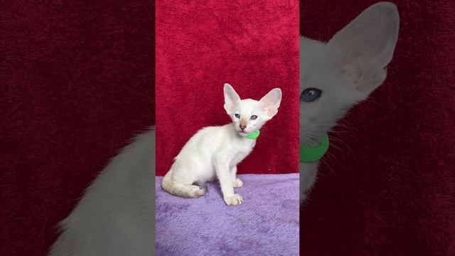котенок ориентальные сиамский окрас шоколад тебби пойнт