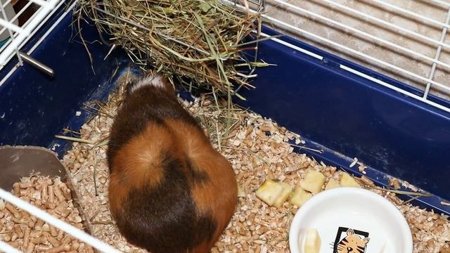 Клетка, дюна или стеллаж для морских свинок. Как выбрать клетку и какая клетка нужна (размеры) смотреть онлайн