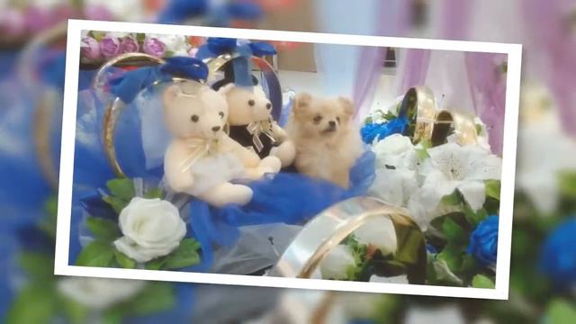 Шпиц померанский смотреть онлайн