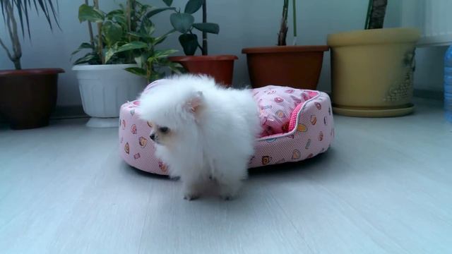 Белый Померанский шпиц смотреть онлайн