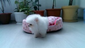 Белый Померанский шпиц