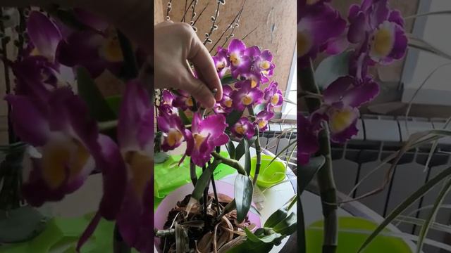 Орхидея Дендробиум нобиле, цветение! смотреть онлайн