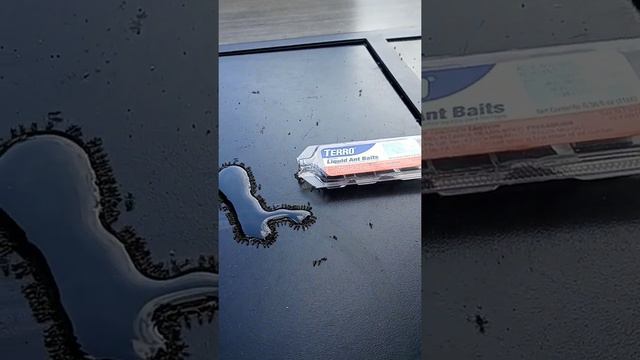 How to get rid of ants. смотреть онлайн