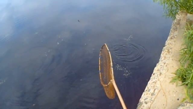 Такую Информацию Вы не Найдёте в Интернете когда Ловить Леща Весной После Ледохода , Снасть, Насадк смотреть онлайн