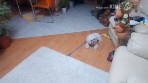 БИШОН ФРИЗЕ. ОБУЧАЕТСЯ ПОСЛУШАНИЮ И НАВЫКАМ ПО ОКД.