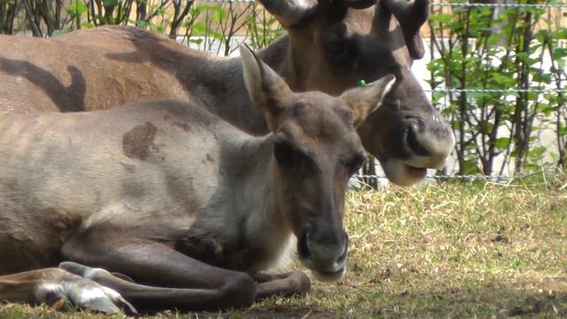 Северные лесные олени продолжают осваиваться вМосковском зоопарке смотреть онлайн