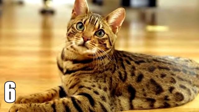 ТОП 10 САМЫХ УМНЫХ ПОРОД КОШЕК смотреть онлайн