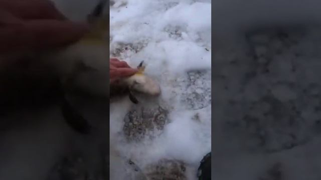 Налим "пятнистый" смотреть онлайн