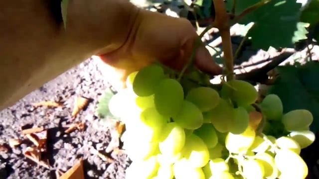 Сорт винограда для начинающих подарок запорожью урожай 2015 смотреть онлайн