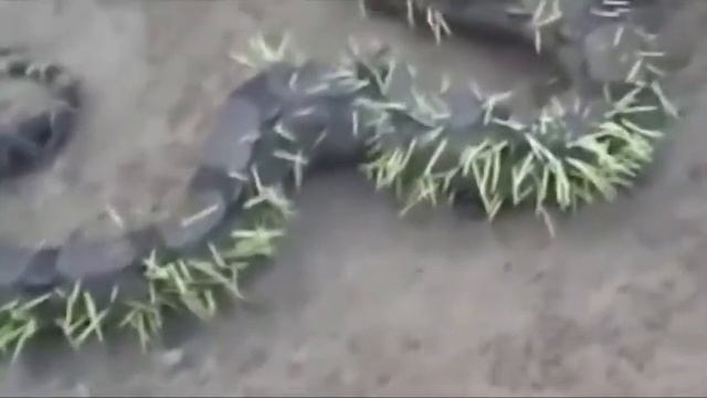 Дикобраз против питона смотреть онлайн