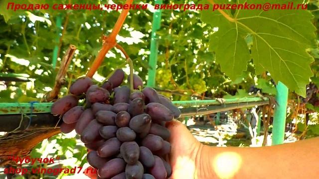 Виноград БАЙКОНУР калиброванные грозди и ранний срок созревания, вкус фруктов лета (Пузенко Наталья смотреть онлайн