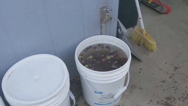 Приготовление оливок(маслин) урожая 2021 года. Часть 1 смотреть онлайн