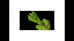 Растения весной