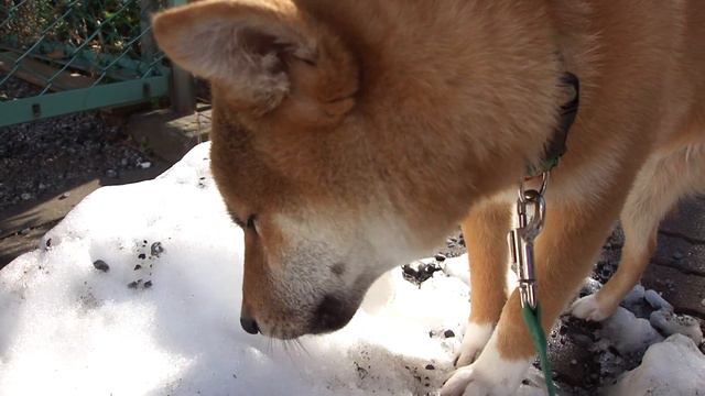 柴犬イチロー雪を食べる смотреть онлайн