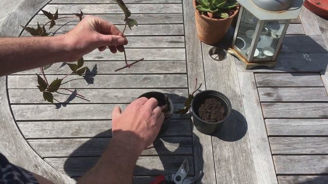 How to take cuttings from a clematis смотреть онлайн