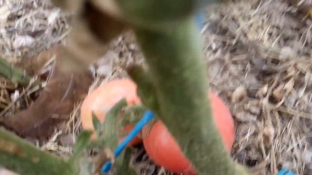 Семь лучших сортов томатов для консервирования. Каталог 2022 смотреть онлайн