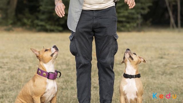 Профессия Кинолог: чем он занимается, образование смотреть онлайн