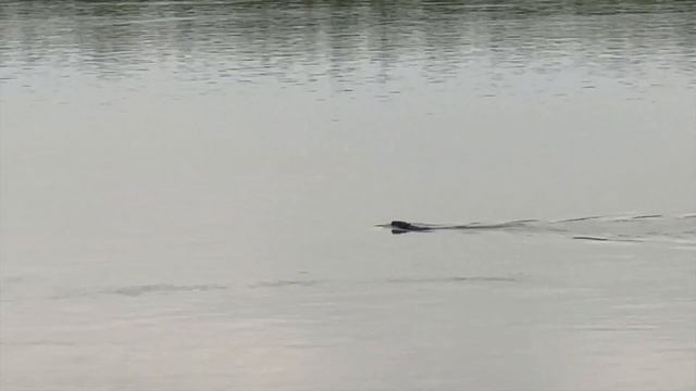 ЖАРИМ ДИЧЬ! НА ВЕРТЕЛЕ ИЗ ШУРУПОВЕРТА смотреть онлайн