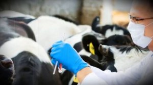 Задержание последа у домашних коров