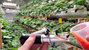 Самый сладкий ремонтантный (нсд) сорт клубники - Сопрано ? Смотрим Brix !!