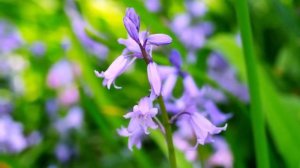 Антонио Вивальди - Времена года. Весна. Часть 3: Аллегро