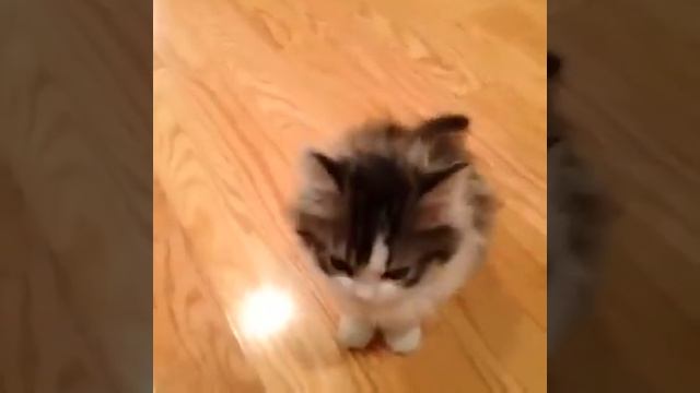 Kitten Says Hi Vine By: Jay Tucker Hill смотреть онлайн