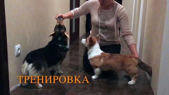 ВСТРЕЧА КОРГИ  С ЛЮБИМЫМ ХЕНДЛЕРОМ