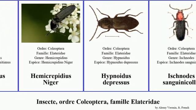 Insecte, ordre Coleoptera, famille Elateridae des quercus australis communis cinereus maritimus смотреть онлайн