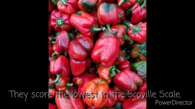 Know your Ingredient: Bell Peppers I Sweet Cattleya смотреть онлайн