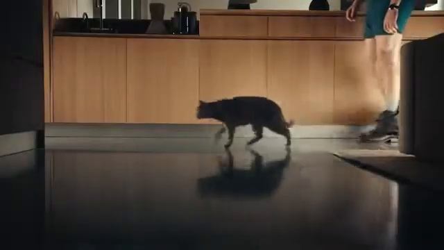 Чево хотят кошки корма sheba смотреть онлайн