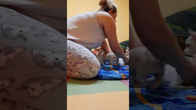 неудачные съёмки, питомник чихуахуа Кастропуло Крым Симферополь купить продам щенков Мини собачки смотреть онлайн
