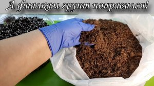 Торф Profimix использую около 3 месяцев, показываю результаты на своих фиалках!