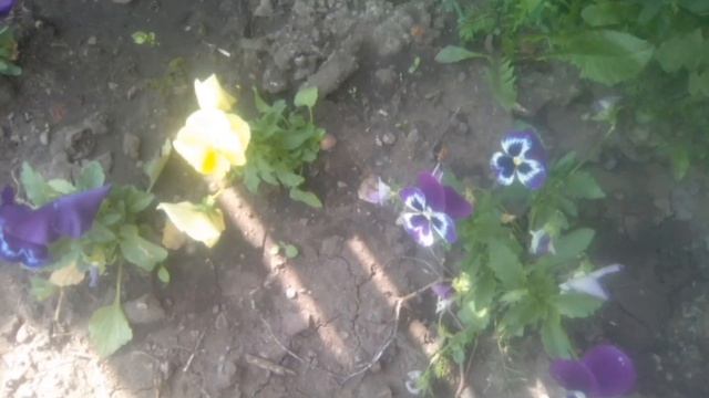 Красивые цветы с музыкой смотреть онлайн