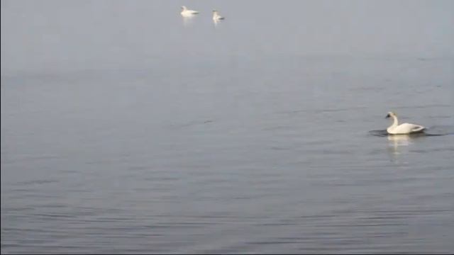 Swan Song смотреть онлайн