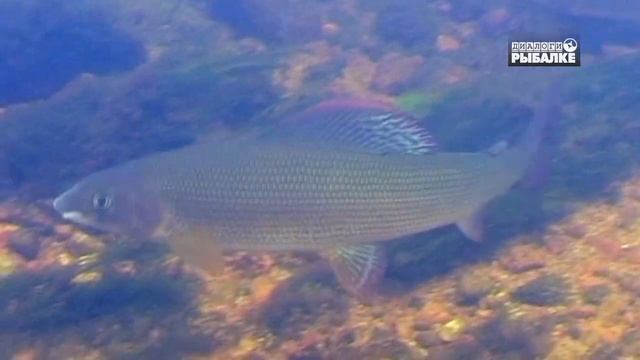 ХАРИУС  Thymallus Thymallus. О чём молчат рыбы 90. Grayling. Europäische Äsche. 茴魚