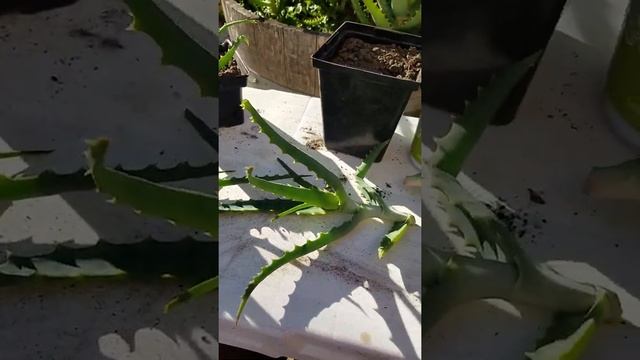 How to Propagate and Grow Aloe Arborescens from a Cutting смотреть онлайн