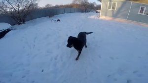 Ротвейлер зимой в вольере , 2 Ротвелер . мороз минус 20 , Ротвейлер в будке