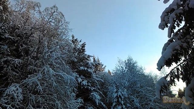 Заснеженные деревья