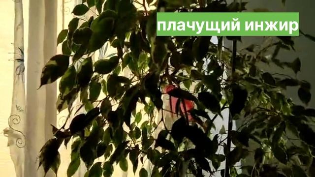 #Фикус Бенджамина. Фикус- дерево или плачущий #инжир? Особенности ухода. Как вырастить фикус. #Цвет смотреть онлайн