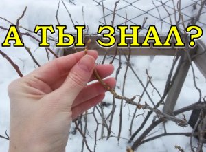 Первые ВЕСЕННИЕ работы в САДУ 🌞🌞🌞