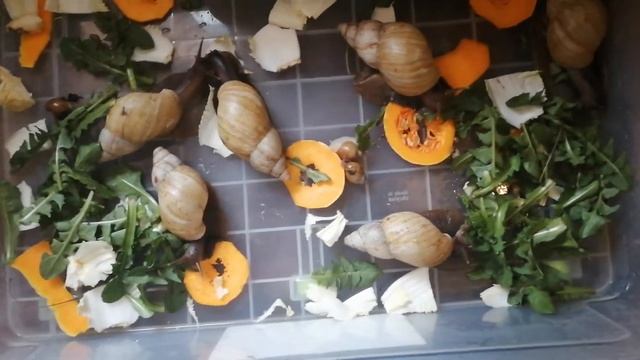 БЕСПЛАТНЫЙ КОРМ ДЛЯ УЛИТОК АХАТИН!!! смотреть онлайн