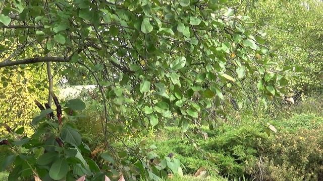 Сарай своими руками за 3 дня. Как было на самом деле?! смотреть онлайн