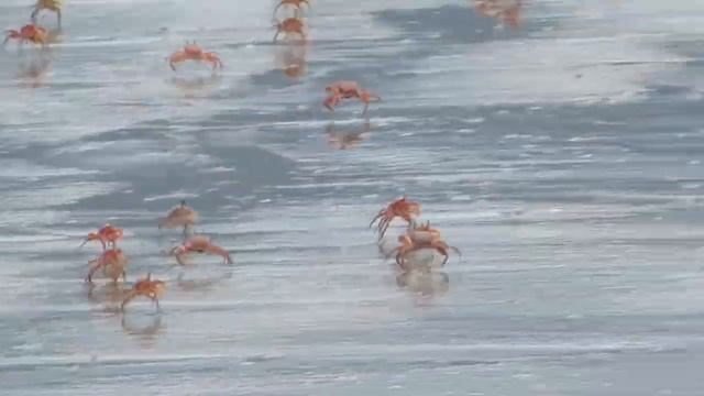 CRAB RUN смотреть онлайн