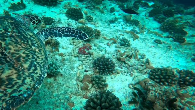 Maldives snorkelling with turtles at Lily Beach смотреть онлайн