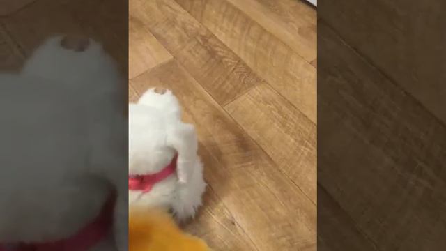 V31115 174512 смотреть онлайн