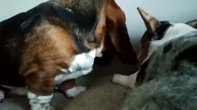 Никаких нервов не хватит!! Тика и Коля из питомника " Lily Crown "#вельшкорги #bassethound #corgi смотреть онлайн