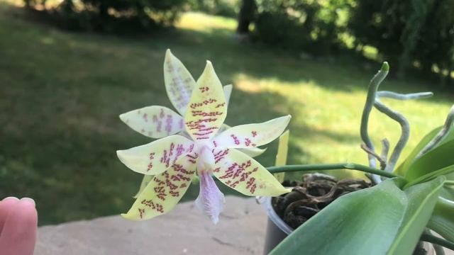 Phalaenopsis hieroglyphica / фаленопсис иероглифический смотреть онлайн